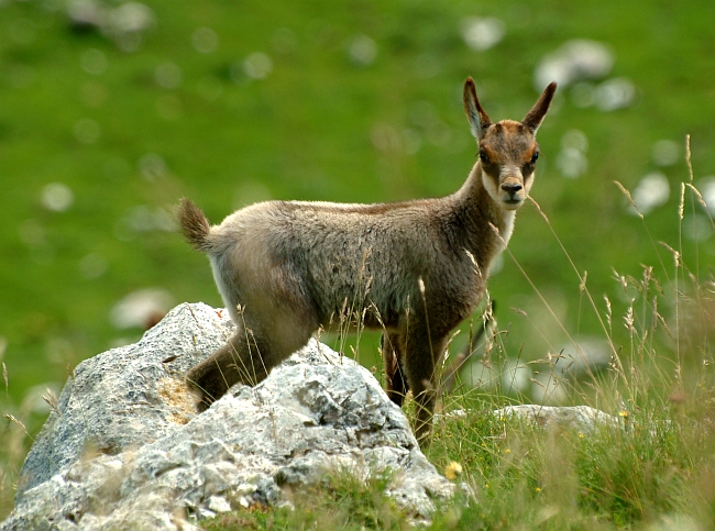 Camoscio d''Abruzzo Rupicapra pyrenaica ornata